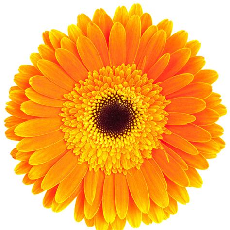 Orange Gerbera Daisy Gerbera Daisies In Bulk