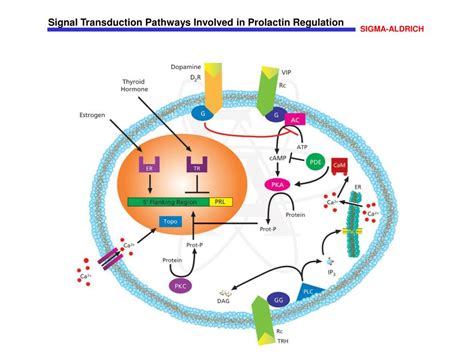 PPT Signal Transduction Pathways Involved In Prolactin Regulation