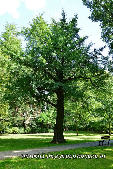 Park R Dliska Ii W Odzi Pomniki Przyrody