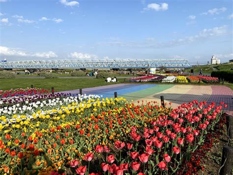 【足立区】荒川河川敷”虹の広場”では、カラフルなチューリップが満開です！風にそよぐ鯉のぼりに子供たちも楽しそうです♪ 号外net 足立区