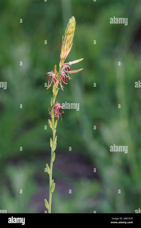 Roadside Gaura Oenothera Suffulta Stock Photo Alamy