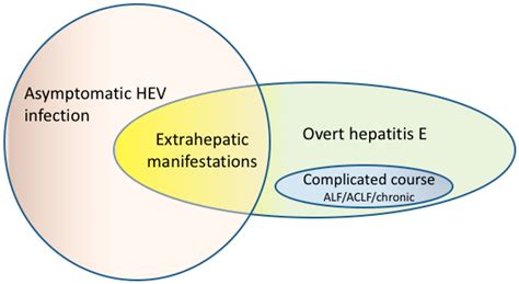 Viruses Free Full Text The Clinical Perspective On Hepatitis E