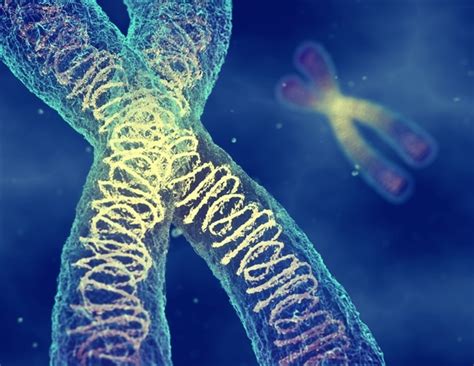 chromosome news articles  research