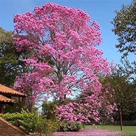 Ocobo Rosado Semillas Guayacan Para Maceta Bonsai Jardin TECNOKREAR