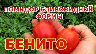 Томат Бенито: отзывы, описание сорта, фото, видео, отзывы ...