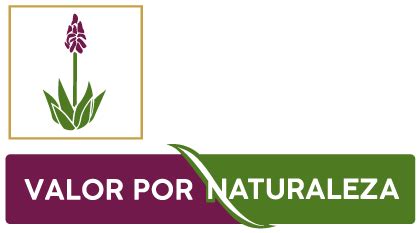 Especies De Plantas Para Evitar La Erosi N En Tus Reas Verdes