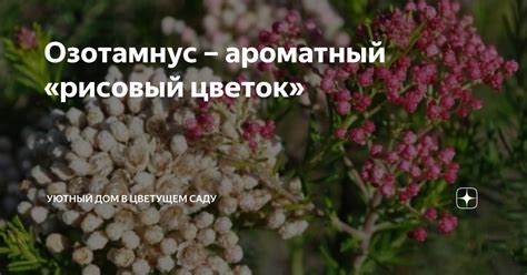 Озотамнус – ароматный «рисовый цветок» | Эффективно и просто ...