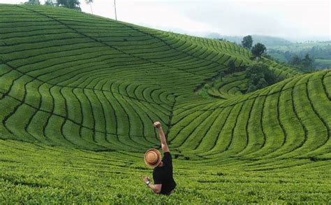 Kebun Teh Sukawana Lembang Bandung Homecare24