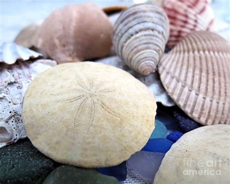 Sand Dollars And Shells Photograph By Janice Drew Fine Art America