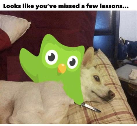 30 Hilarious Duolingo Memes Artofit