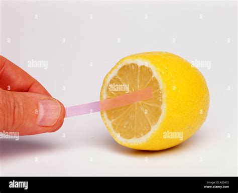 Blue Litmus Paper Turns Red Showing That Lemon Juice Is Acidic Stock