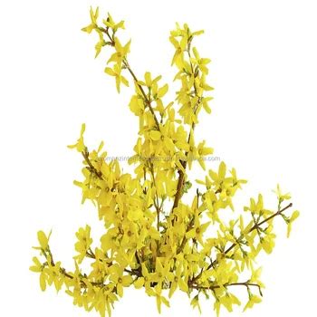 Galbanum Oil - (ferula Galbaniflua) - Buy Galbanum Oil - (ferula ...