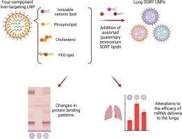 The Interplay Of Quaternary Ammonium Lipid Structure And Protein Corona