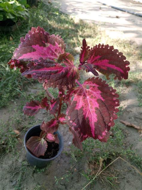 PlanetalsadКолеус (Coleus «Flamingo»): фотогалерея сорта - Planetalsad
