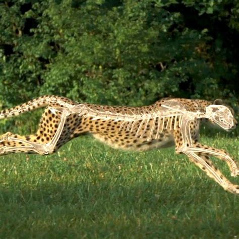 Cheetah Speed