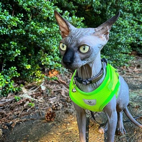 Walkingcat On Tumblr