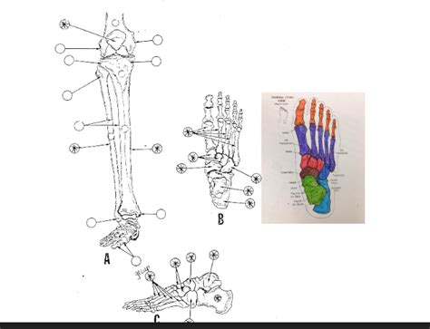 Leg Pt 1 Diagram Quizlet