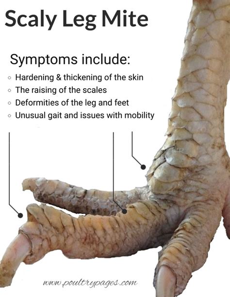 Scaly Leg Mites In Chickens How To Identify And Treat With Photos