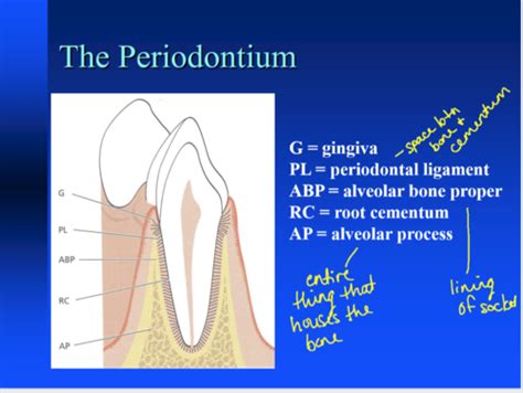 Anatomy Of The Periodontium Flashcards Quizlet