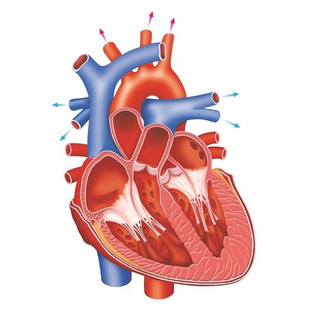 Medical Terminology Heart Diagram Diagram Quizlet