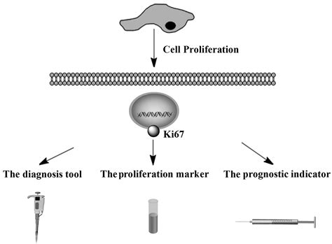 Ki Is A Promising Molecular Target In The Diagnosis Of Cancer Review