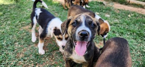 Veja Dicas Para Ajudar Seu Pet Nessa Onda De Calor Cbn Campinas Fm