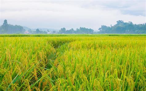 Paddy Field Stock Photos Images And Backgrounds For Free Download