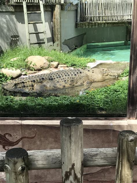Saltwater Crocodile Zoochat