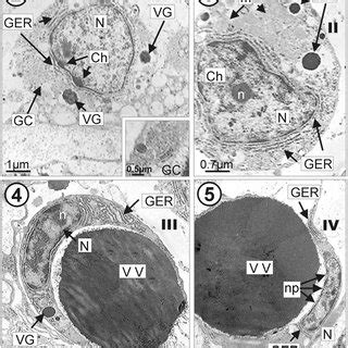 Schematic diagram of four consecutive stages of vitellogenesis in ...