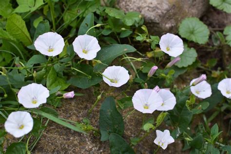 Controlling Bindweed in the Garden, Homestead, and Farm