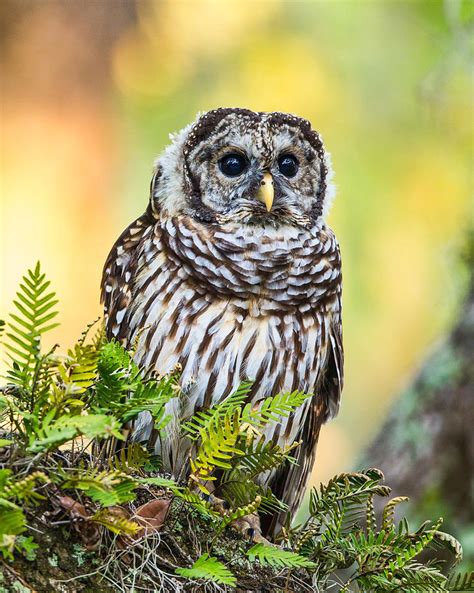 Juvenile Barred Owl 8x10 Photograph By David Eppley Fine Art America