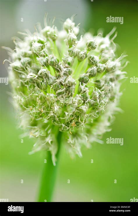 Allium Fistulosum Welsh Onion Japanese Bunching Onion Spring Onion