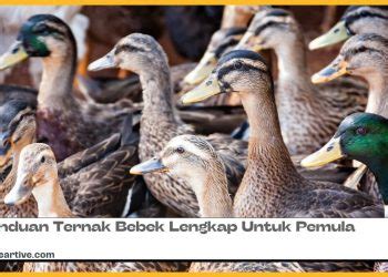 Ternak Bebek Pedaging Panduan Lengkap Untuk Pemula 100 Ekor Rekreartive