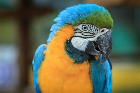 Do Macaws Make Good Pets? 6 Reasons Why These Exotic Birds Are Perfect ...