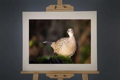 Female Pheasant 440 Paula Beaumont Adventures