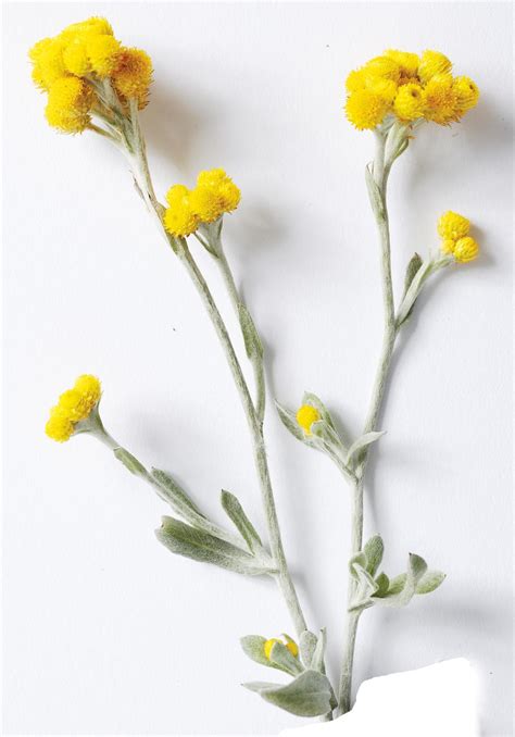 Flambe® Yellow Strawflower Chrysocephalum Apiculatum Proven Winners