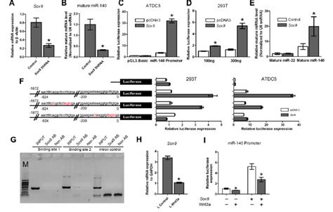 Sox9 Directly Induces The Expression Of Mir 140 A Knockdown Of Sox9