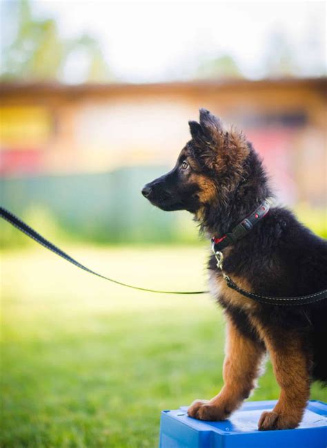 Cómo calmar a un perro agresivo 7 consejos cruciales Calidad Mascota