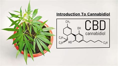 Understanding Cannabidiol A Comprehensive Introduction