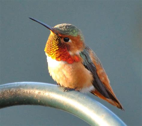 Allen S Hummingbird Guide Selasphorus Sasin Birding Insider