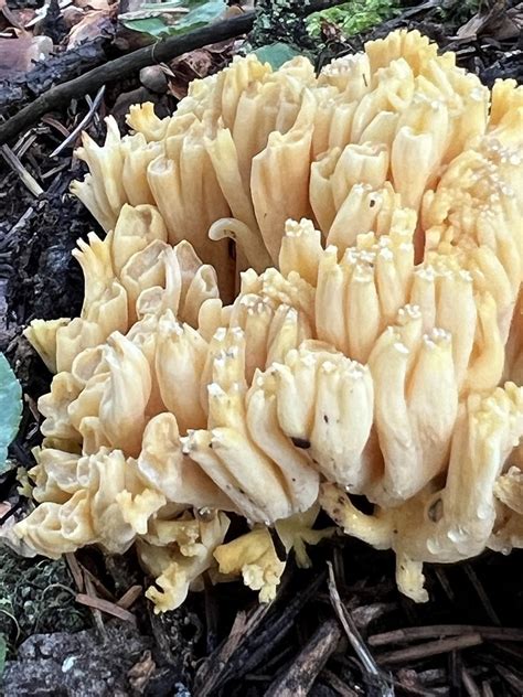 Coral Fungi In August 2023 By Joe Matanzas This Has Inflated Branches