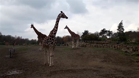 Giraffes And Zebras Friends For Life Dublin Zoo Youtube