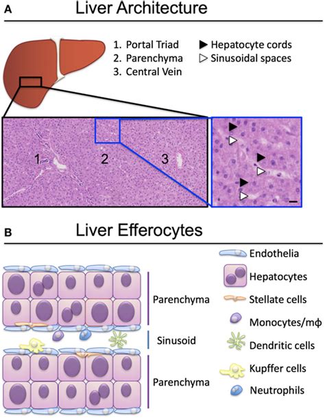 Frontiers Clearance Of Apoptotic Cells By Tissue Epithelia A