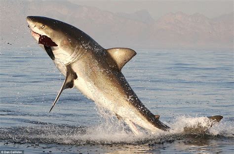 Great White Shark Jumping During The Sunset Rpics