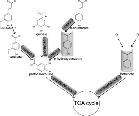 Substrates Proceeding Through The Protocatechuate Branch Of The