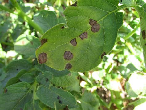 LAlternaria Della Patata Si Diffonde Rapidamente Terra E Vita