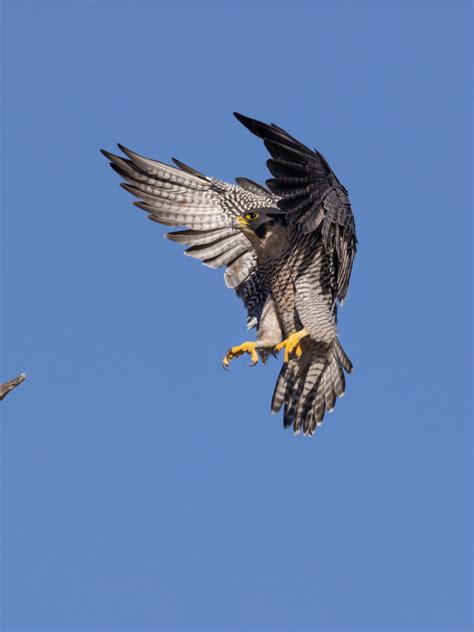 Hawk Flight Wings Wallpaper 1620x2160 Ipad 102 2019 7