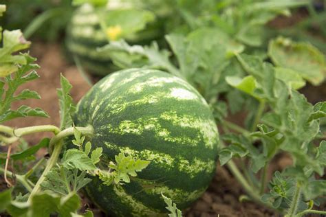 How To Plant And Grow Watermelons Gardeners Path