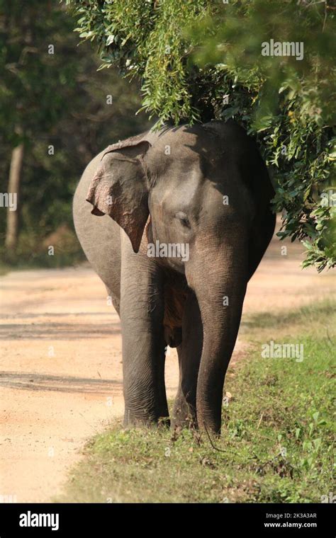 Sri Lankan Elephants in the wild Stock Photo - Alamy