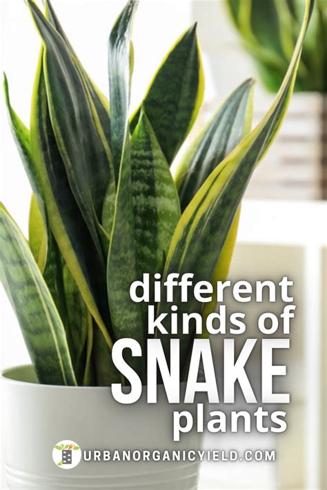 15 Sansevieria Varieties Snake Plant To Identify Your Type Artofit